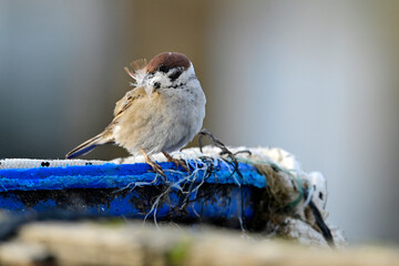Tree sparrow with feather in beak // Feldsperling mit Feder als Nistmaterial im Schnabel (Passer montanus)