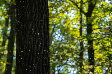 Fototapeta premium A swarm of mosquitoes in a park against the background of trees. Selective focus.