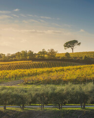 Naklejka premium Stone pine and vineyards, autumn landscape in Chianti region at sunset. Castelnuovo Berardenga, Tuscany, Italy