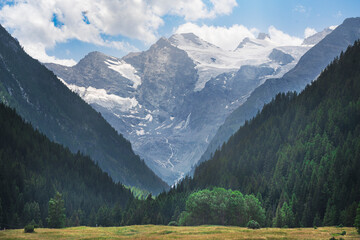 Gran Paradiso massif and fir tree forest in Valnontey. Cogne, Aosta valley, Italy