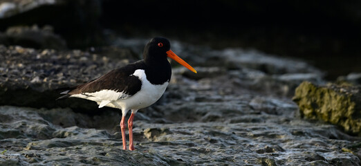 Austernfischer // Eurasian oystercatcher (Haematopus ostralegus)