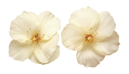 two beige flower isolated on transparent background cutout