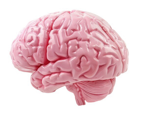 Detailed Pink Human Brain Model