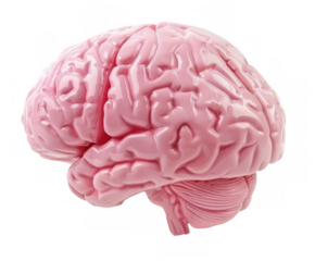 Detailed Pink Human Brain Model
