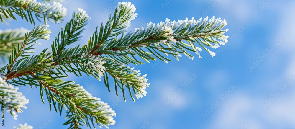 Poster frosted green pine branch against a blue sky backdrop ideal for christmas and new year concepts with