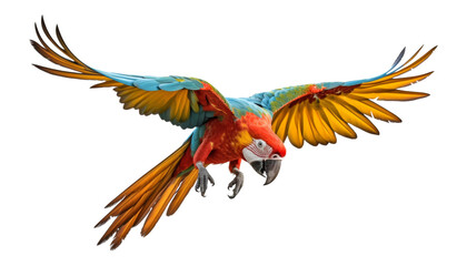 Obraz premium red and yellow macaw isolated on transparent background cutout