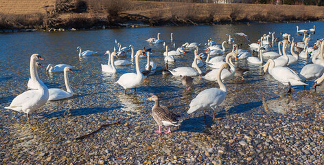 lots of swans at Isar river, Munich, district Thalkirchen