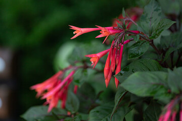 Drobne, różowe kwiaty w ogrodzie © Magdalena