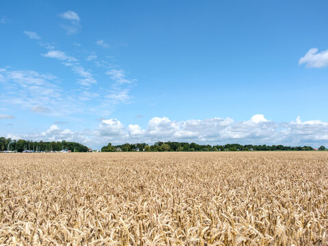 Graanveld in Flevoland province, The Netherlands