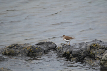 sandpiper on sea shore