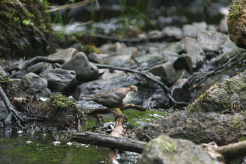 dipper on a river