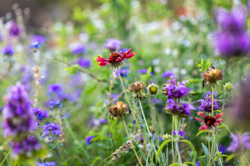 flowers in the field