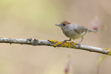 Bird - female Blackcap Sylvia atricapilla spring time, Poland Europe