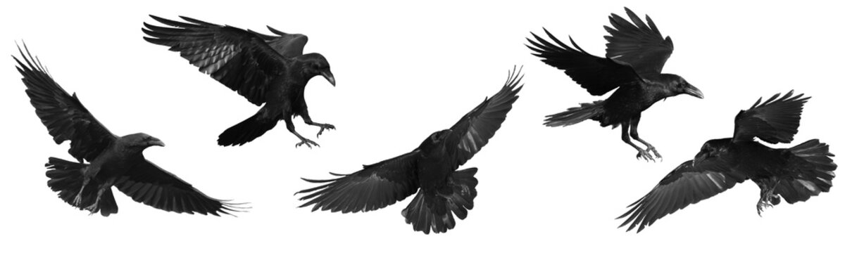 Birds flying ravens isolated on white background Corvus corax. Halloween - mix five flying birds	