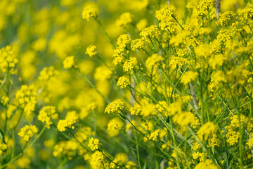 various field grasses and flowers on the background of the setting sun
