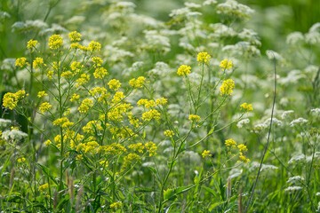 various field grasses and flowers on the background of the setting sun