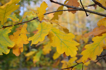 a branch of oak tree with a yellow leaves on it close up 