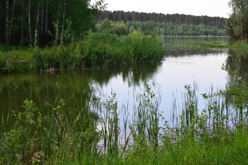 Obraz premium a pond with a duck swimming in it and a tree in the background 