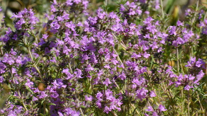 Fototapeta premium thyme flowers in summer on a field on a summer sunny day closeup