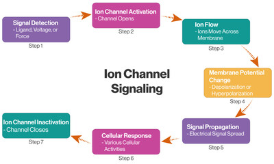 Ion Channel Signaling Flowchart Vector, Brief Science Diagram on White Background.