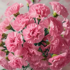 Several fresh pink carnations