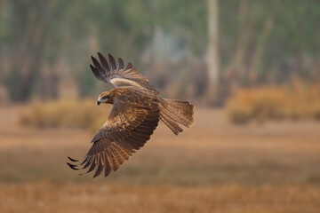 A graceful black kite is flying in the meadow. Birds of prey Black kite (Milvus migrans)
