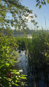 lake in the forest