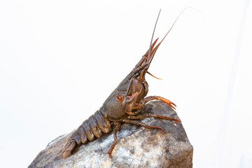 European cancer (Astacus astacus), noble cancer, or broad-toed cancer, close-up on a white background