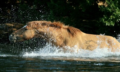 Fototapeta premium Wild Horse Splashing in River 