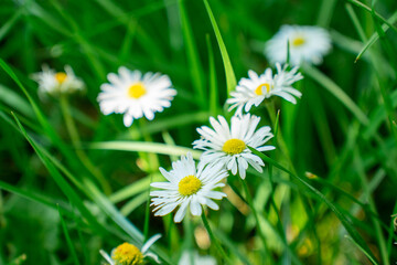 Fototapeta premium camomile, daisy, flower, nature