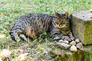 cat, animal, pet, kitten