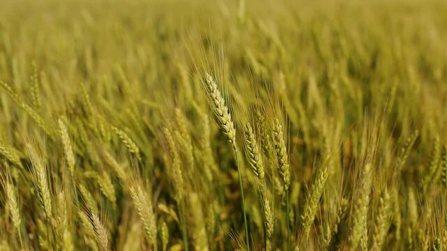 Beautiful rye field. Golden ears of rye. Cultivation of rye. Natural landscape and farming.