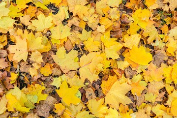 Yellow, orange, red-brown September leaves on the ground in a beautiful autumn park. The background of the October day landscape. Close-up view from above.