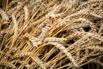 spikelets of ripe wheat. The concept of a rich harvest.  Ripe ears rural nature scenery background. close-up, selective focus
