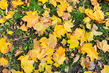 Yellow, orange, red-brown September leaves on the ground in a beautiful autumn park. The background of the October day landscape. Close-up view from above.