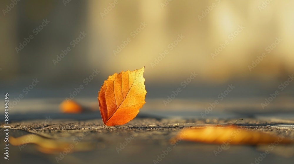 Poster a leaf is laying on the ground, and it is the only thing visible in the image