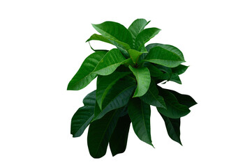 Plant leaves Green nature Tropical forest isolated on transparent background - png