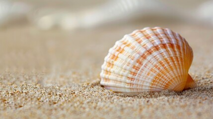 A shell is laying on the sand, with the top of the shell facing the camera