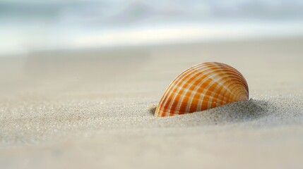 Obraz premium A small shell is laying on the sand at the beach