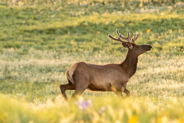 Elk in the Field
