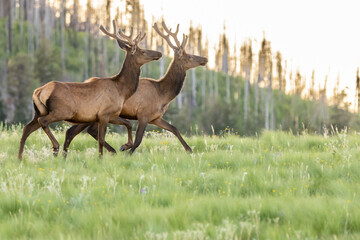 Galloping Elk