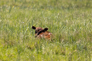 Baby cow laying in the grass
