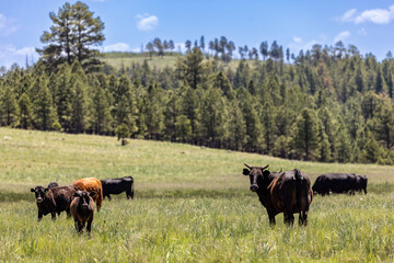 cows grazing in the field