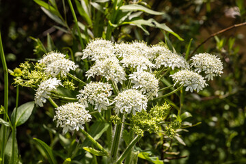 white flowers