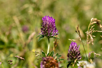 thistle flower
