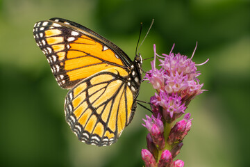 Obraz premium Side view on a viceroy butterfly on a liatris flower with blurred green background