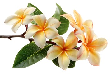 Fototapeta premium Beautiful Plumeria Flowers with Lush Green Leaves