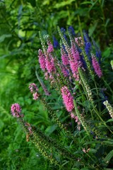 The bright blossoms of pink and blue Speedwell on a background of green leaves. Macro. Selective focus.