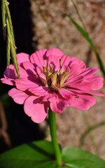 Close up of a pink zinnia flower in the garden. Summer flowers in the garden. The best flower to the garden. Gardening. Beautiful summer flowers.