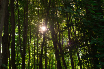 Tall green trees in the forest, with morning sunlight streaming through the leaves.